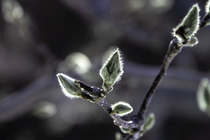 DSC05003.jpg
