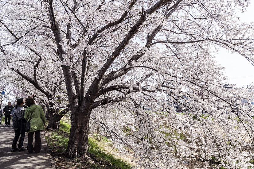 DSC08614 のコピー.jpg
